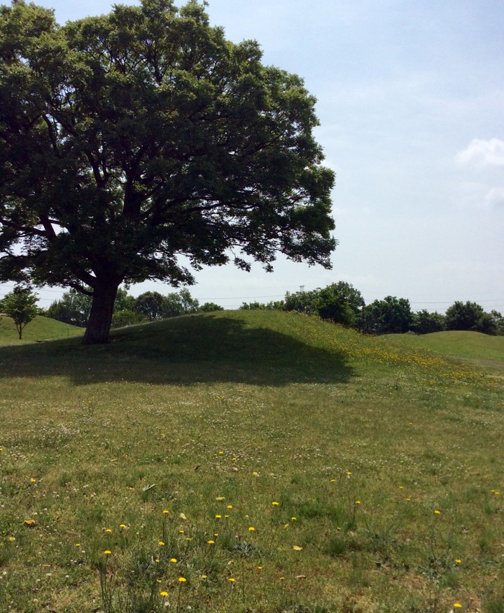 大きなエノキと古墳