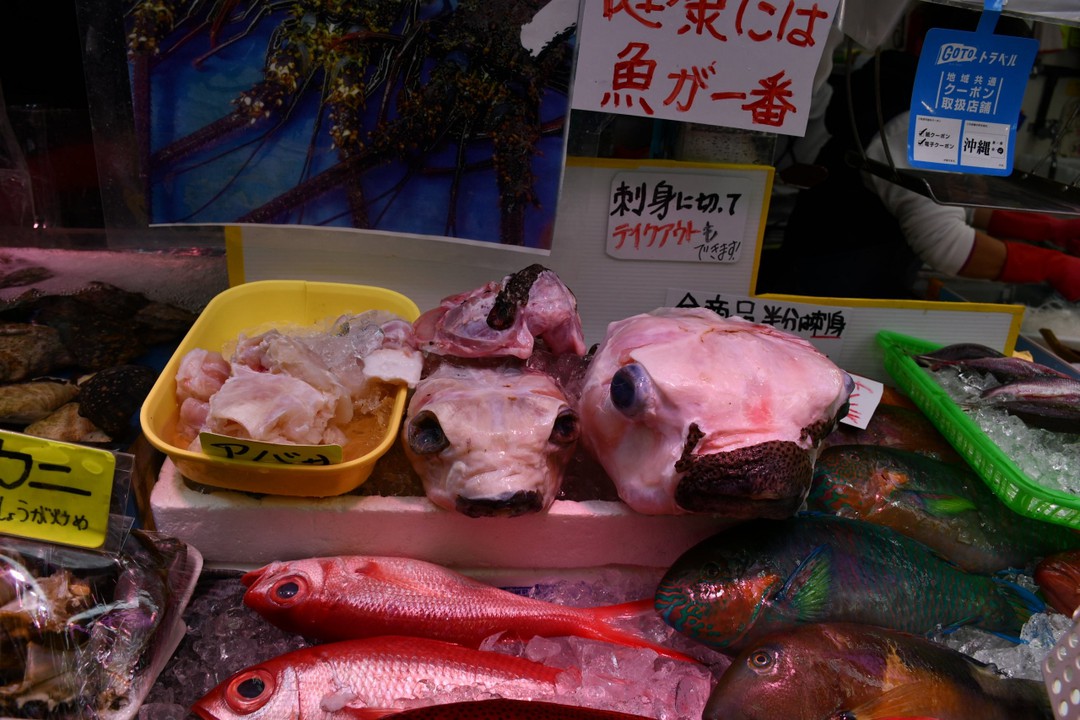 珍しい魚が並んでいます
