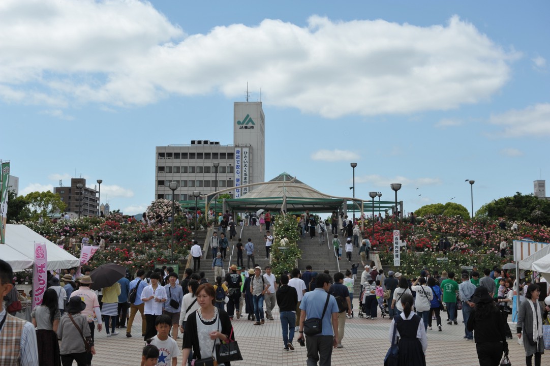 ばら祭りでにぎわう緑町公園
