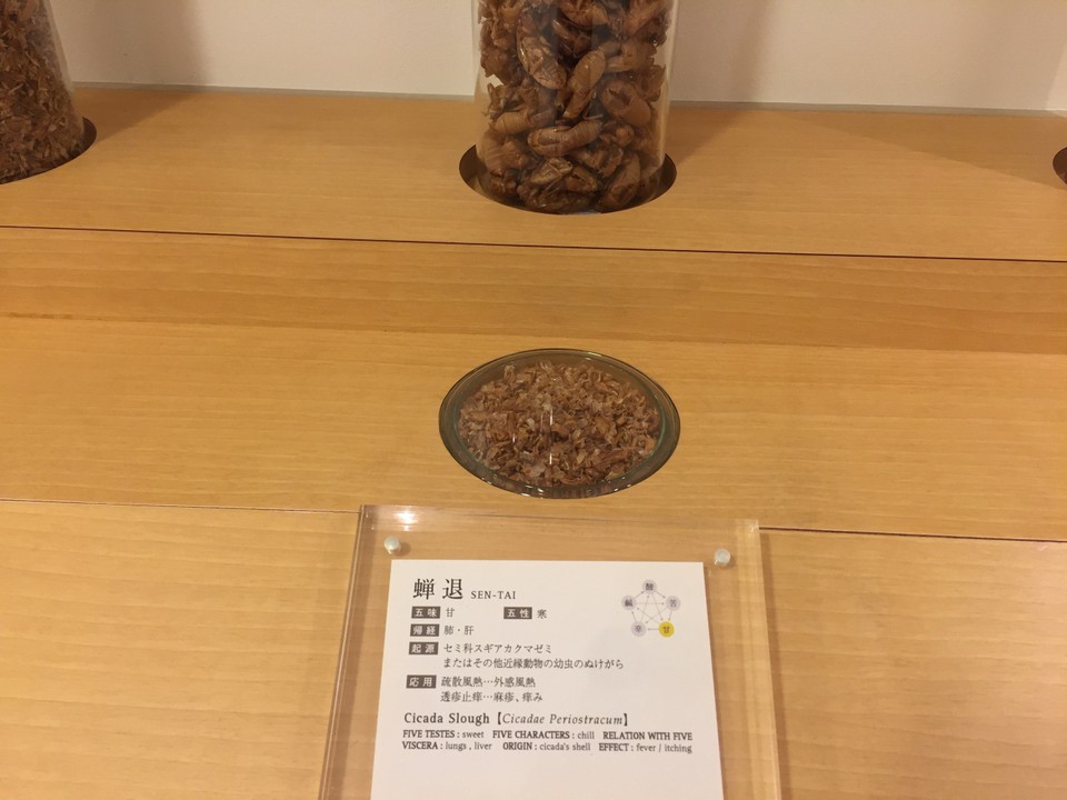 セミ・・・