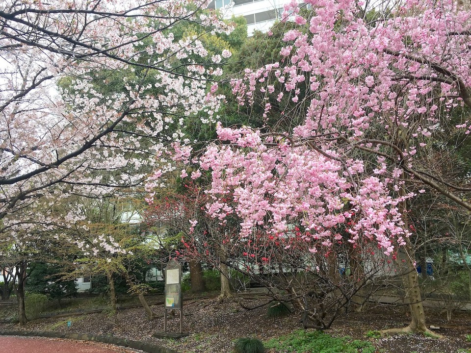 谷の上の緑地の桜