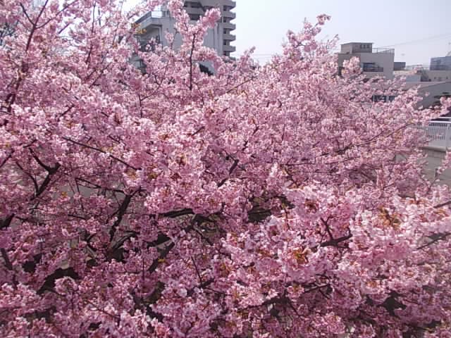 桜が満開でした
