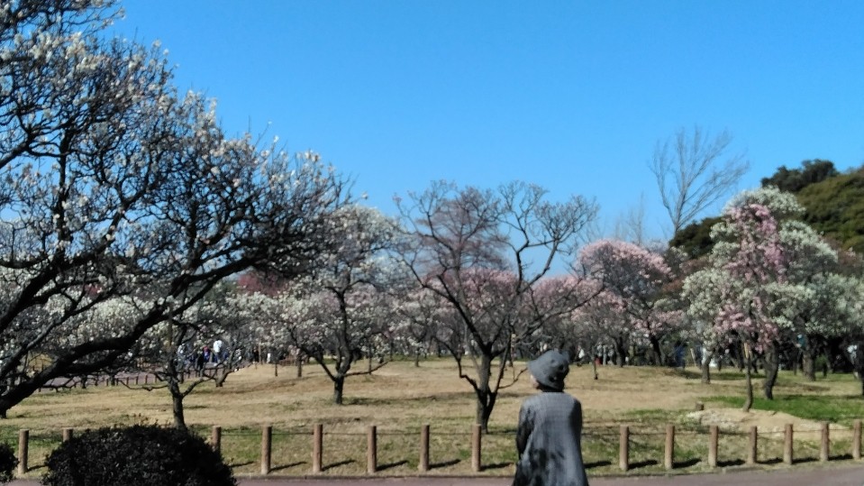 斜面に咲いているので一望もしやすい
