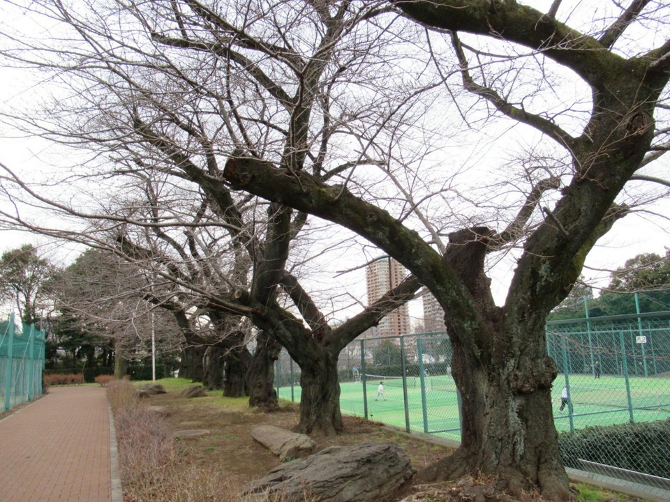 桜並木