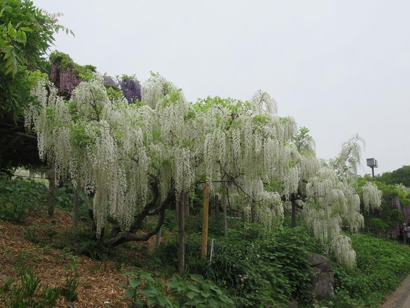 藤の花