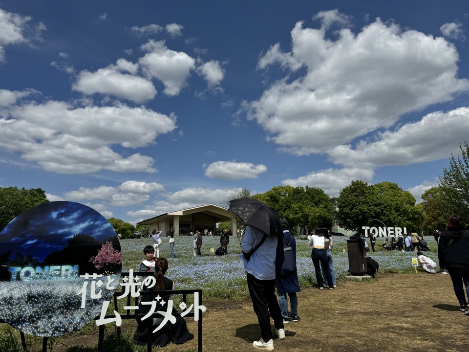 舎人公園のネモフィラ
