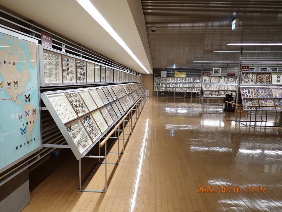 蝶の展示