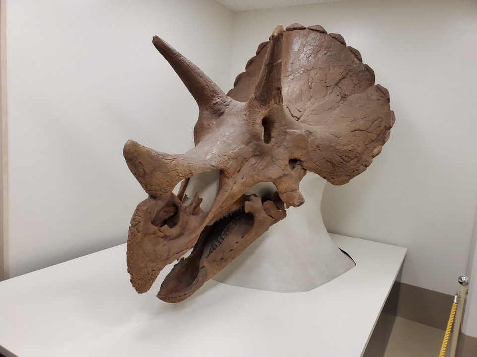 恐竜の骨が展示されていました