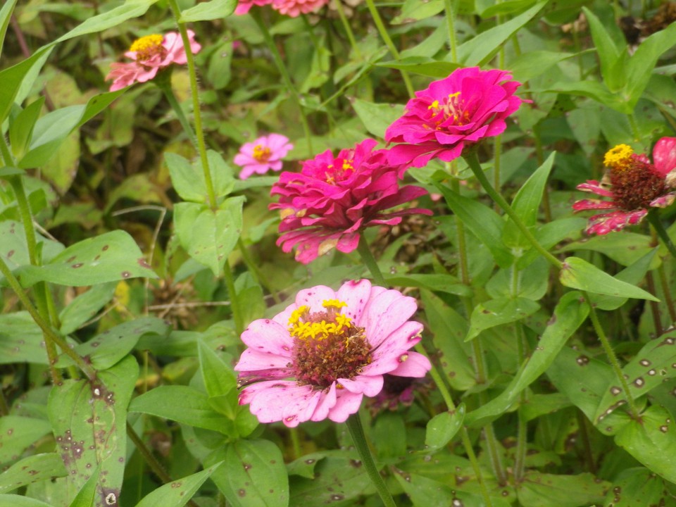 お花を見ながら歩けます