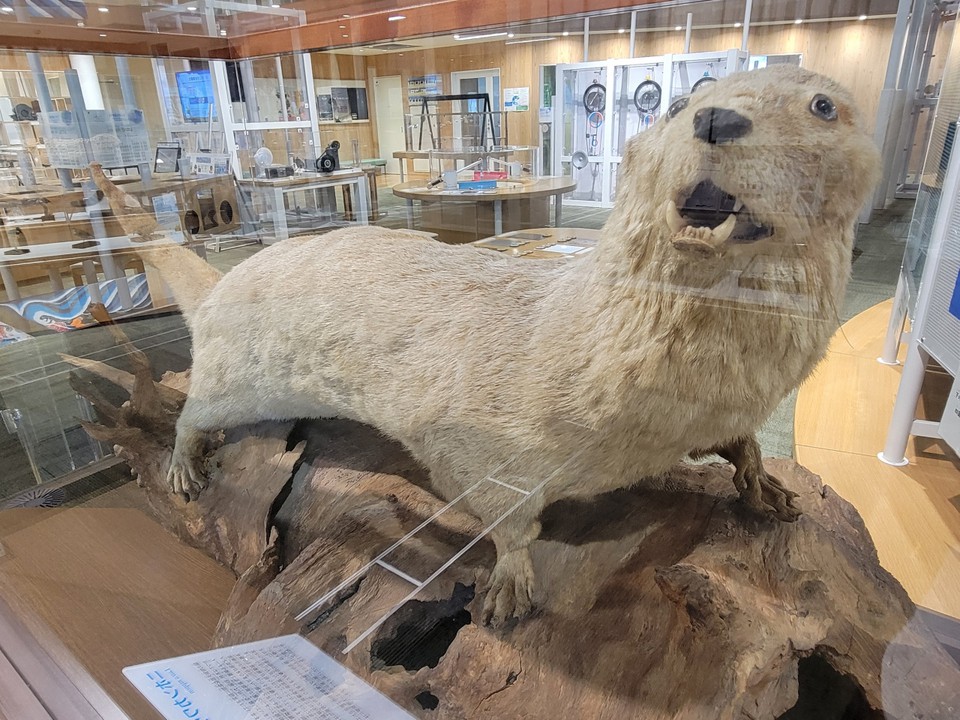 二ホンカワウソの剥製