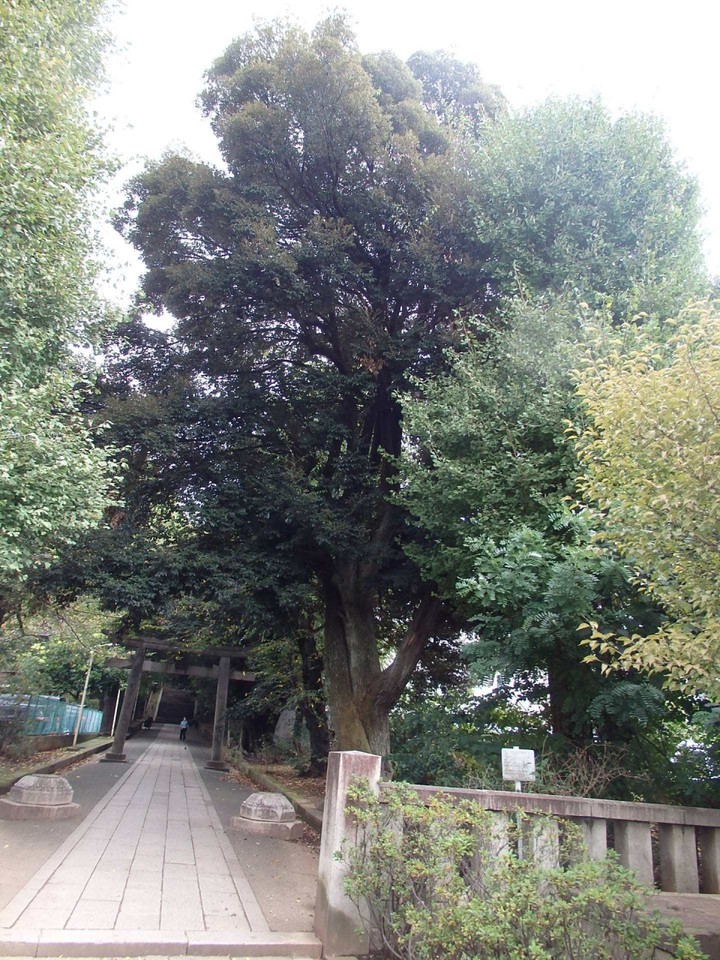 渋谷氷川神社保存樹木ケヤキ