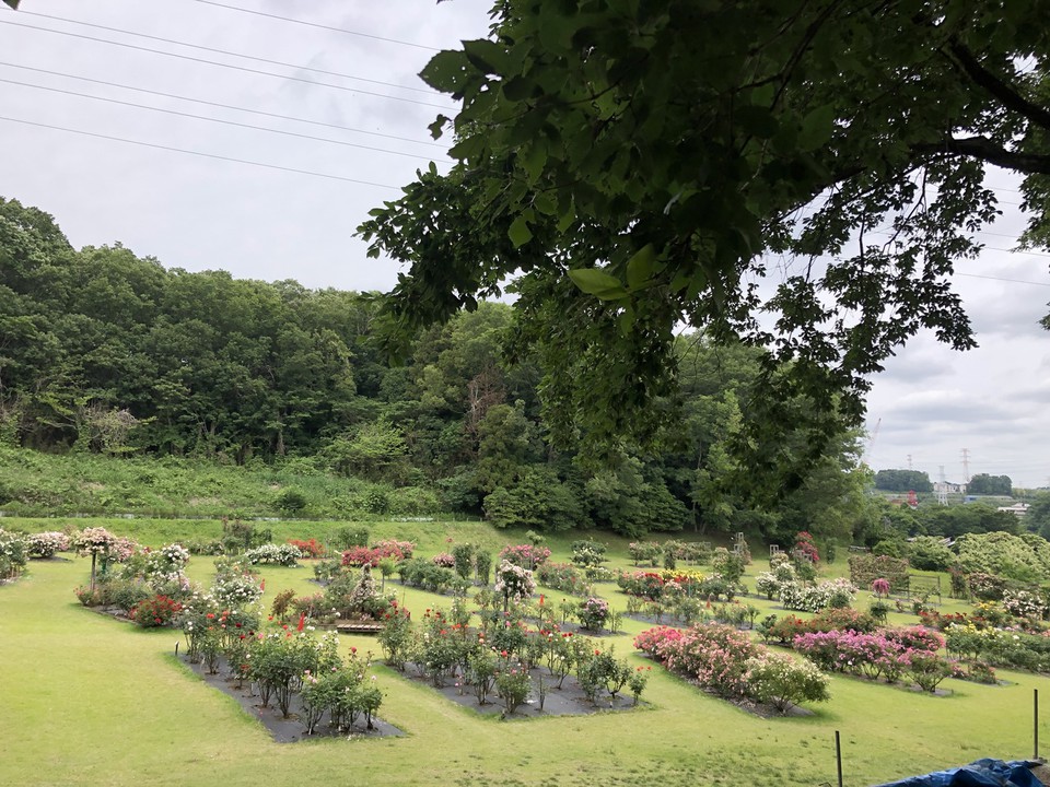 色とりどりです