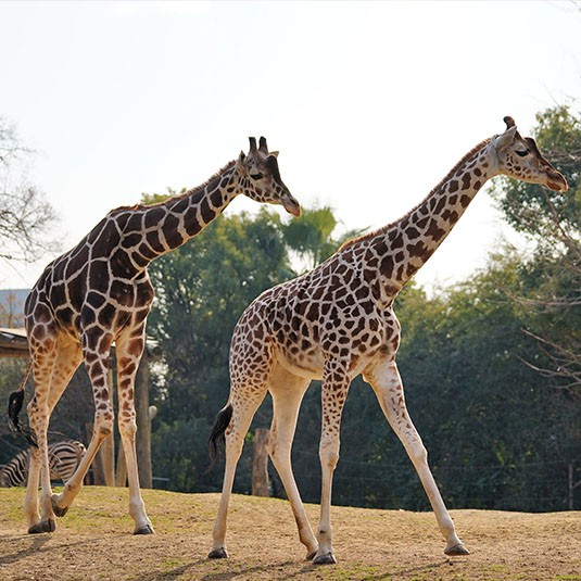 動物園でキリンを見ながらのんびり暇つぶし