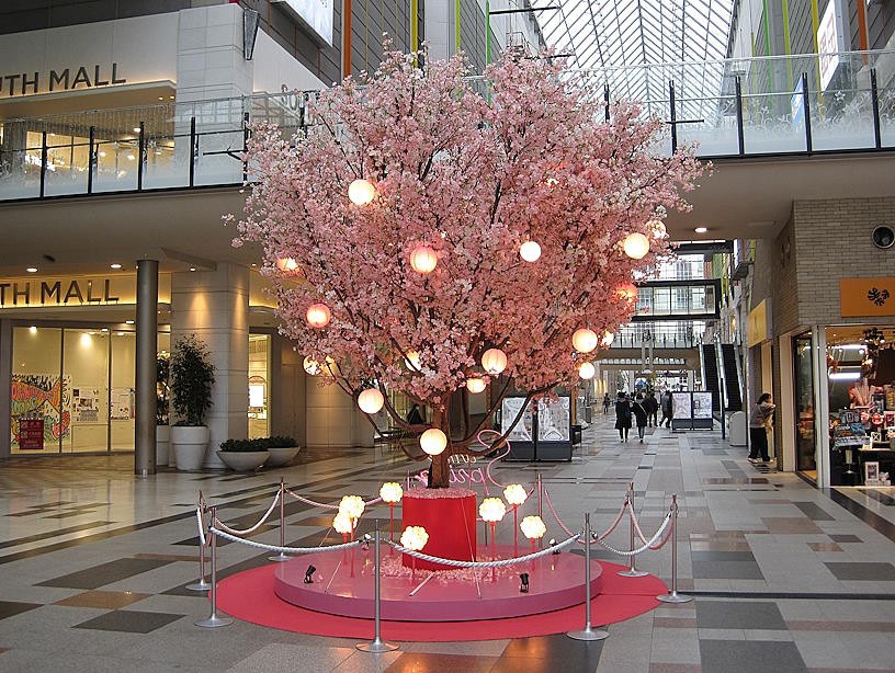 桜のディスプレイ