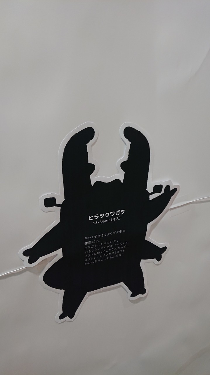 ヒラタクワガタの説明