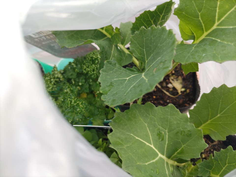 野菜の苗を買いました