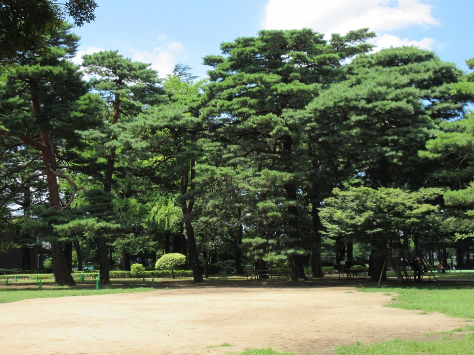 松林の広場