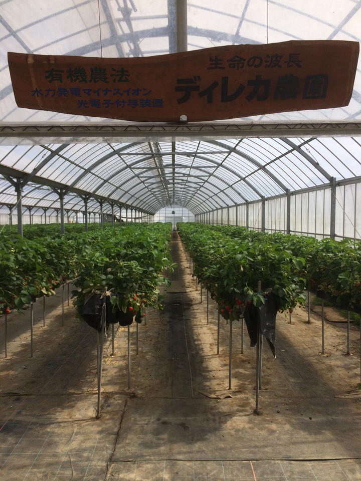 いちご畑