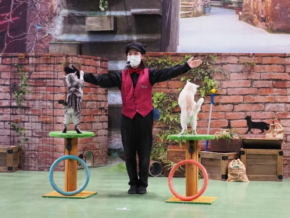 猫のショー「ザ・キャッツ」