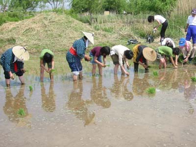 水郷トンボ公園の一角で、昔ながらの田植作業体験