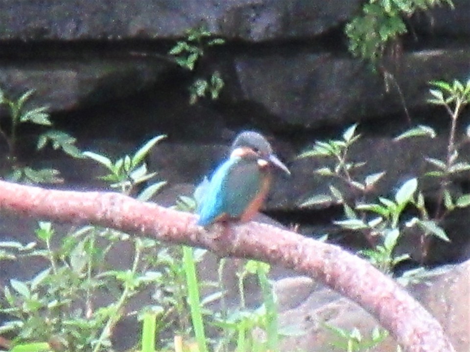 水中の小魚を狙うカワセミ