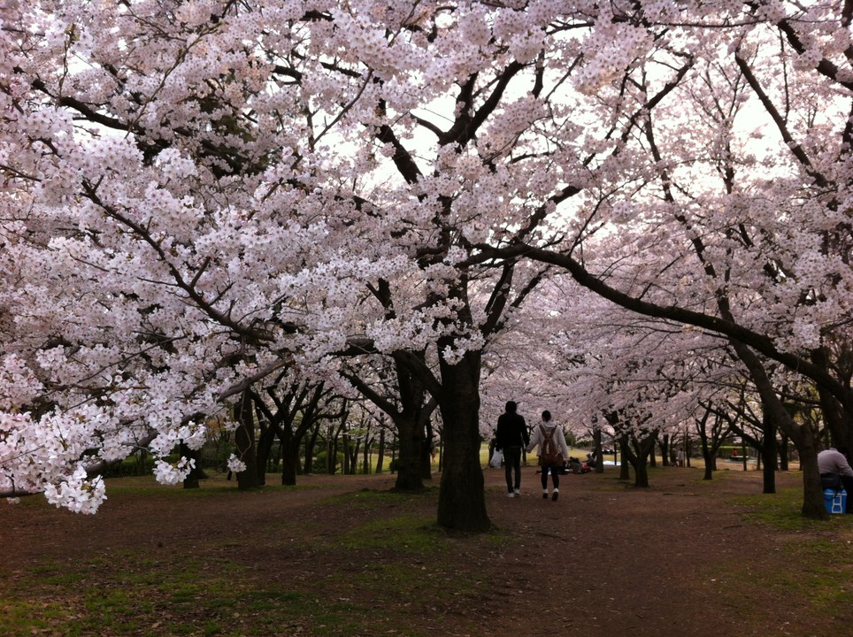 桜満開